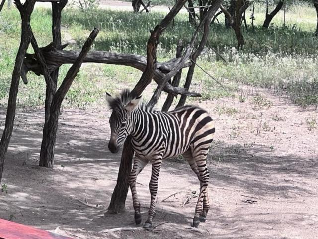 Turaco Lodge - No Loadshedding Marloth Park Zewnętrze zdjęcie