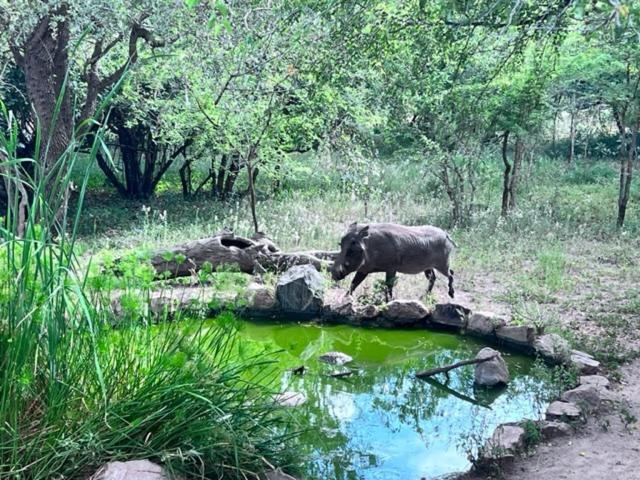 Turaco Lodge - No Loadshedding Marloth Park Zewnętrze zdjęcie