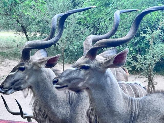 Turaco Lodge - No Loadshedding Marloth Park Zewnętrze zdjęcie