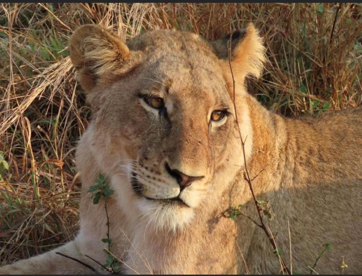Turaco Lodge - No Loadshedding Marloth Park Zewnętrze zdjęcie