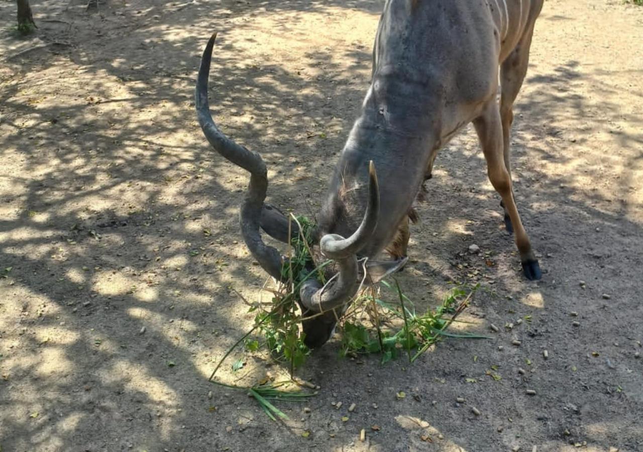 Turaco Lodge - No Loadshedding Marloth Park Zewnętrze zdjęcie